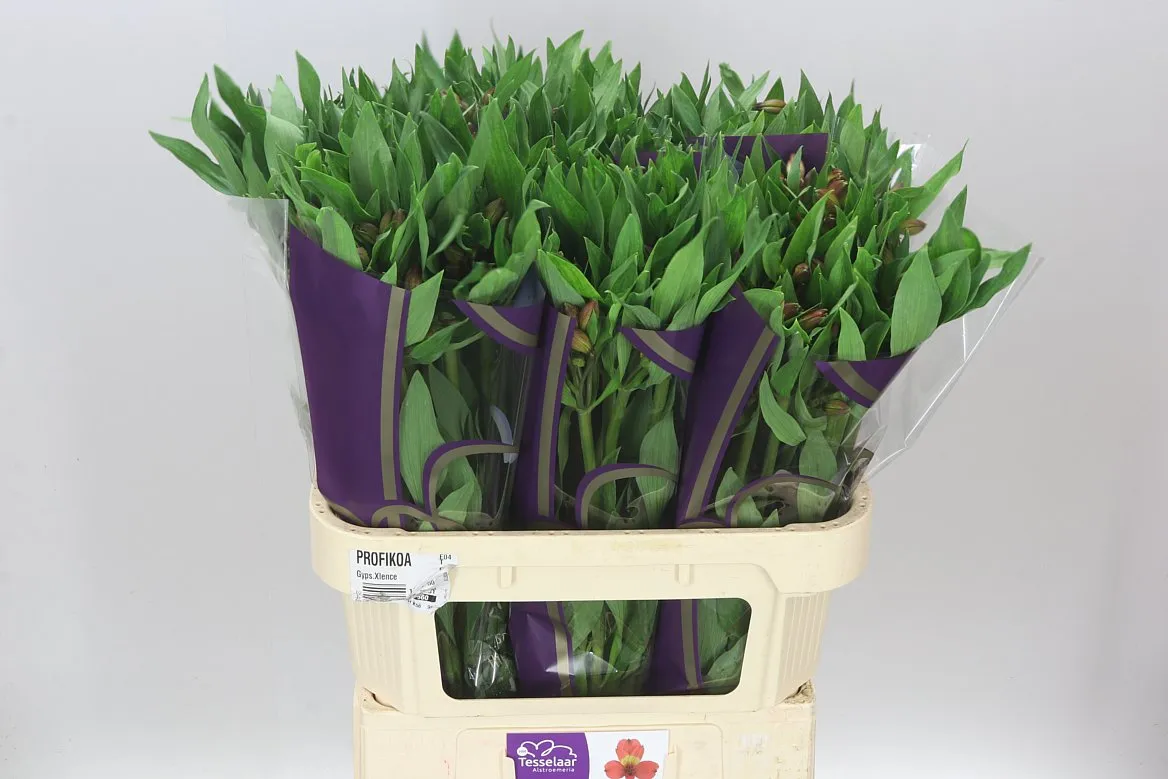 Alstro Vixen • 75 cm