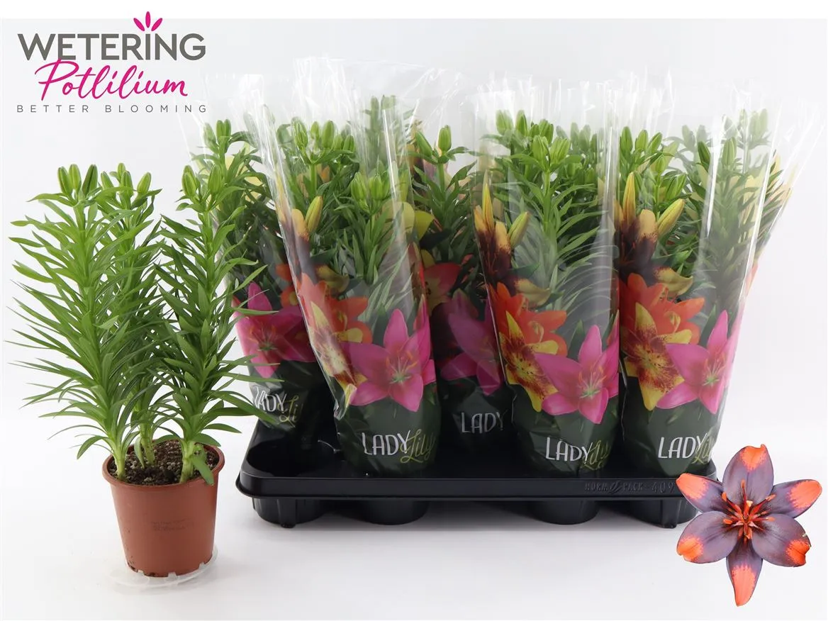 Lil Az Bicolor 3pp Purple Orange • črepník 13 cm