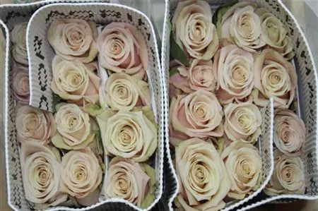 Rosa Gr Ec Sahara • 40 cm