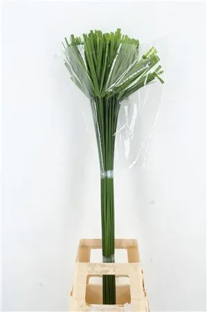 Cyperus Glaber • 80 cm