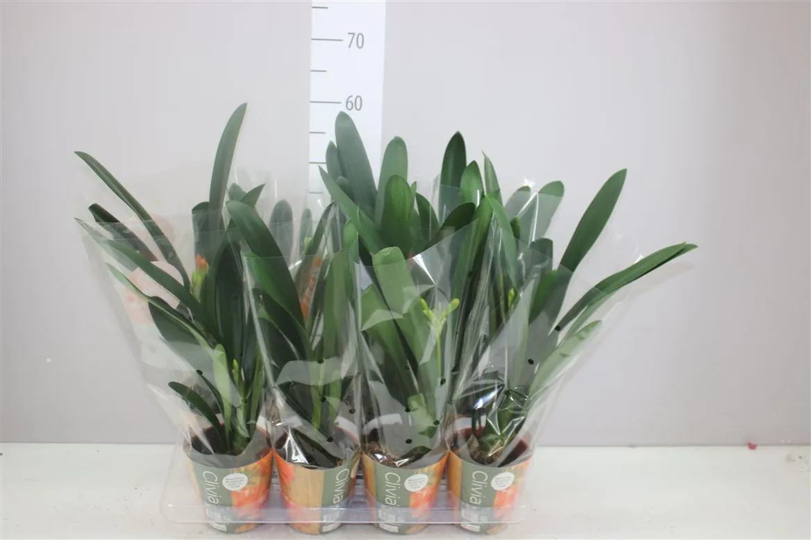 Clivia Miniata • črepník 13 cm