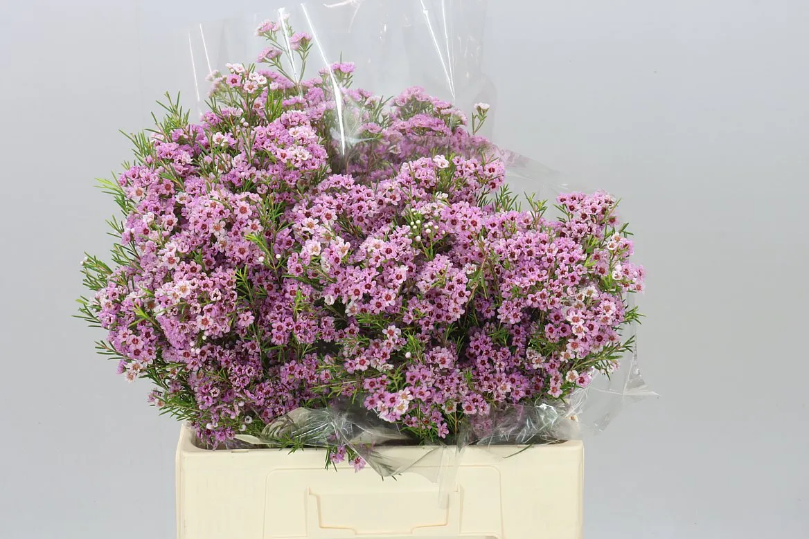 Voskovka Giselle • 60 cm