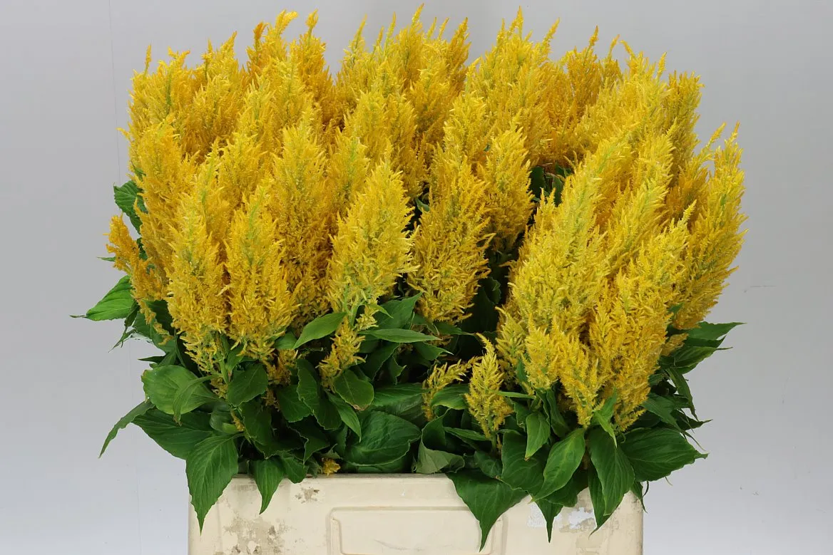 Celózia P Century Yellow • 65 cm