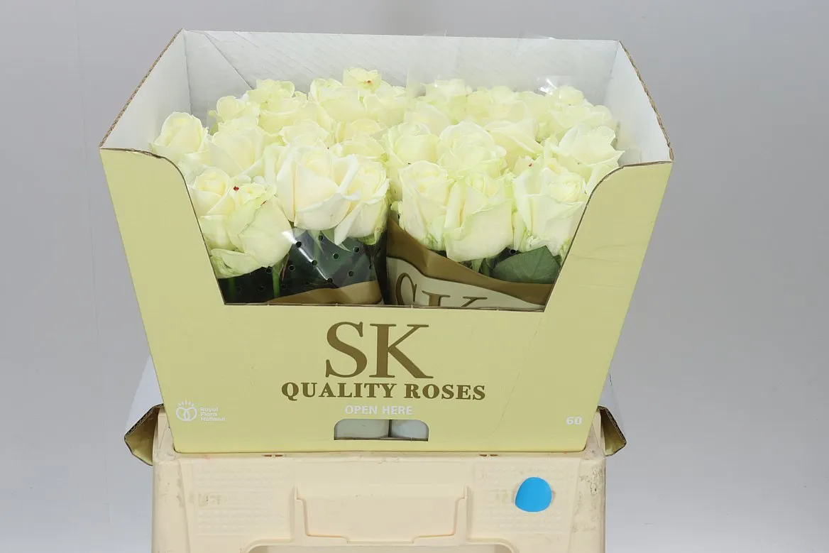Rosa Gr Avalanche Sk White Gold • 60 cm