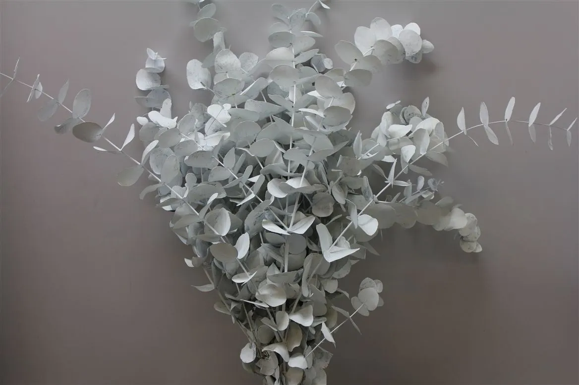 Eukalyptus Cinerea White • 70 cm
