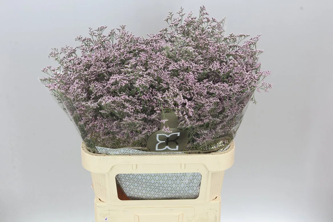 Limónium Saf Oshi Pink • 80 cm