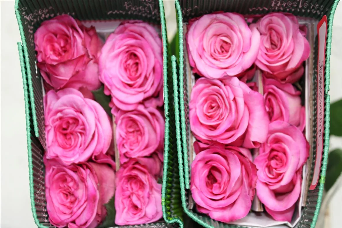 Rosa Gar Ashley • 50 cm