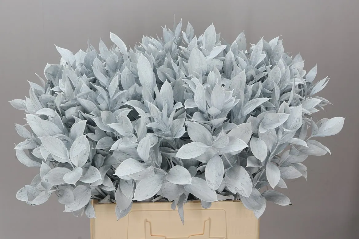 Ruskus farbený White • 60 cm