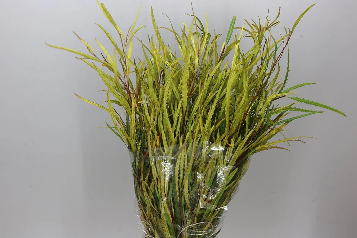 Grevilea Yellow • 80 cm