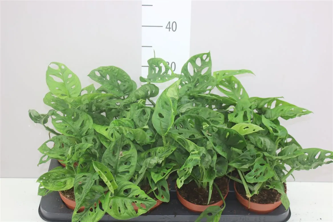 Monstera Obliqua • črepník 12 cm