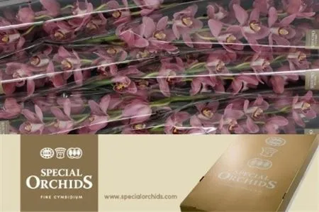 Orchidea Cymbidium Lipstick, celá stonka • 80 cm