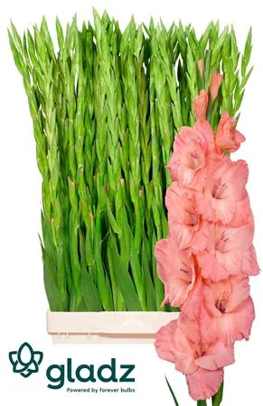 Glad Sugar Babe • 120 cm
