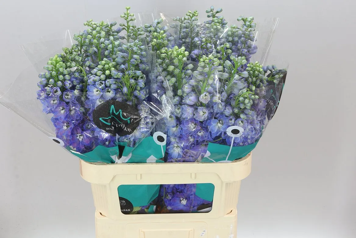 Delph El Guardian Blue • 80 cm