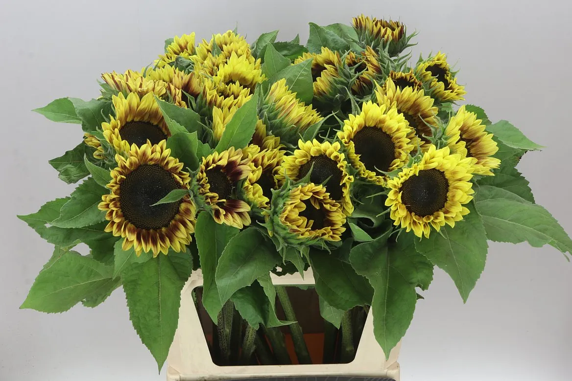Helianthus A Marley • 80 cm