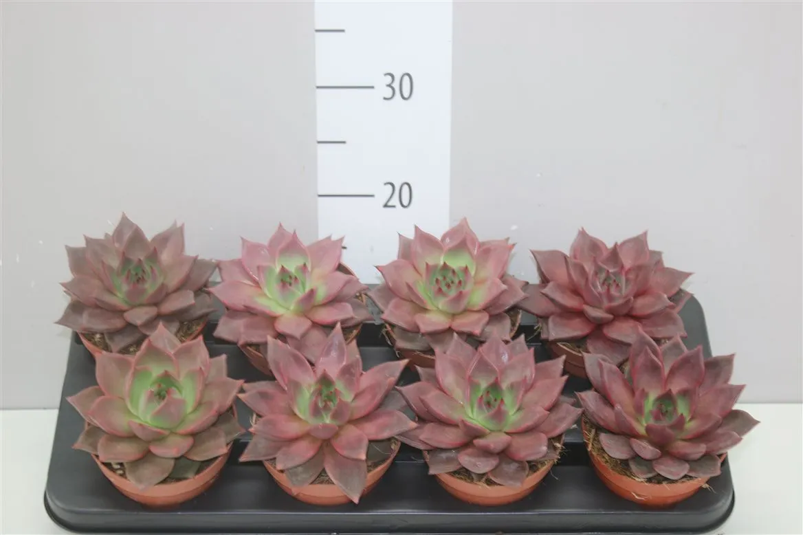 Echeveria Taurus • črepník 10,5 cm