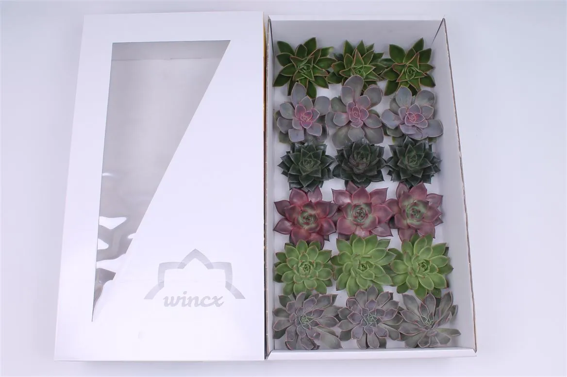 Echeveria Wincx Autumn Mix • 8 cm