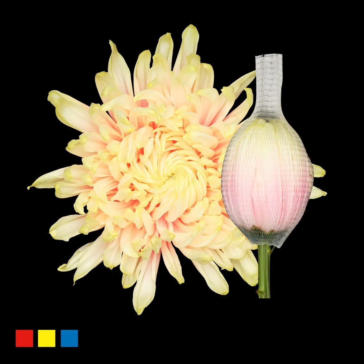 Chryzantéma veľkokvetá Stravina Soft Peach • 70 cm