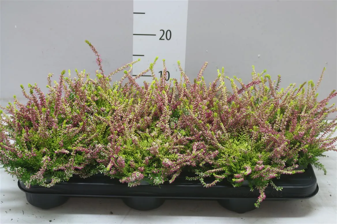 Calluna Beauty Ladies Geel Agneta • črepník 9,5 cm