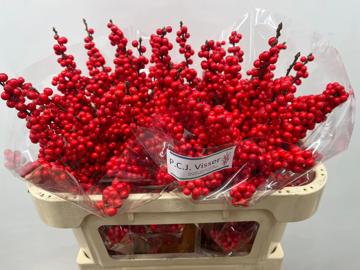 Ilex Ve Rode Bes • 70 cm
