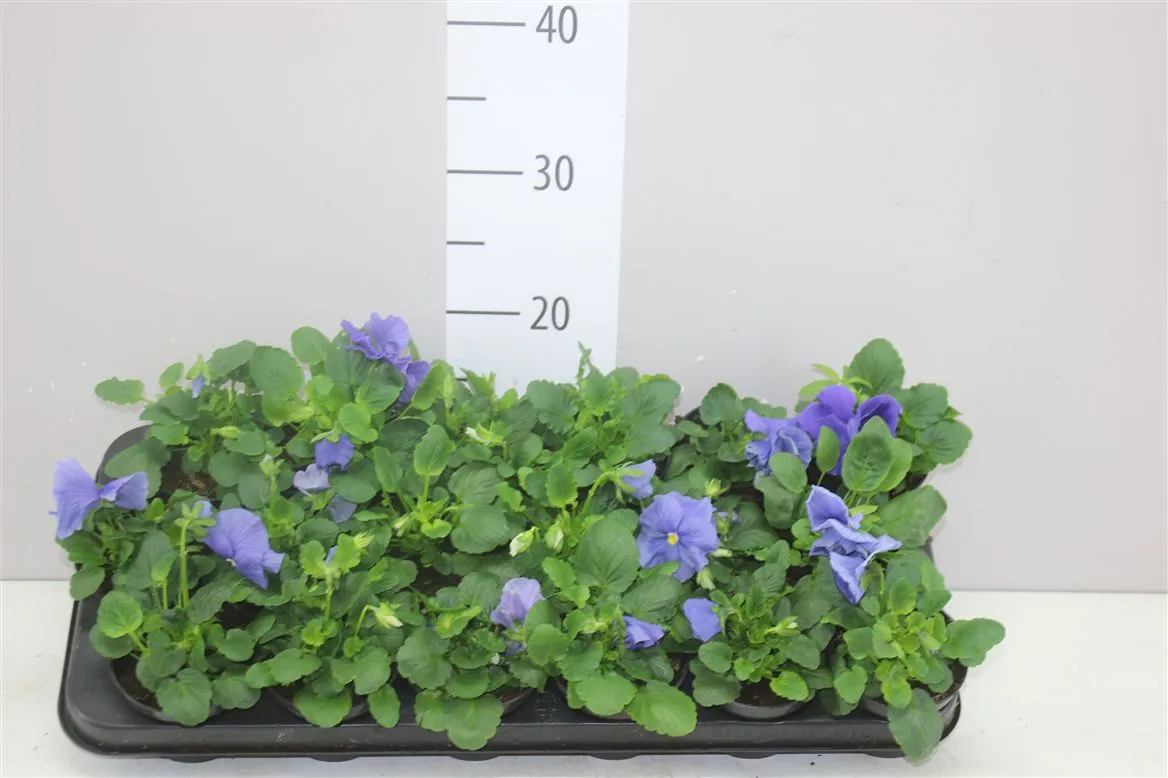 Viola Wi Delta F1 Pure Light Blue • črepník 9 cm