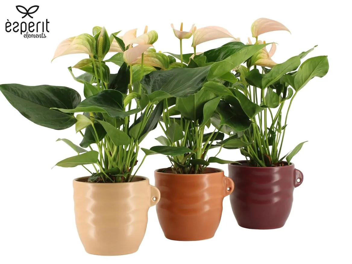 7504435: Recreate Anthurium Joli Peach • črepník 12 cm