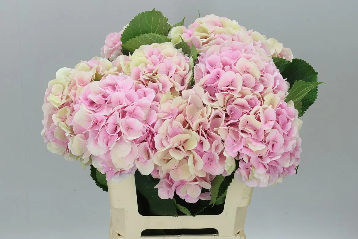 Hyd Verena Pink Classic • 60 cm