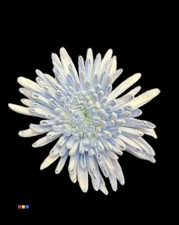 Chr G Ana Snow Blue • 70 cm