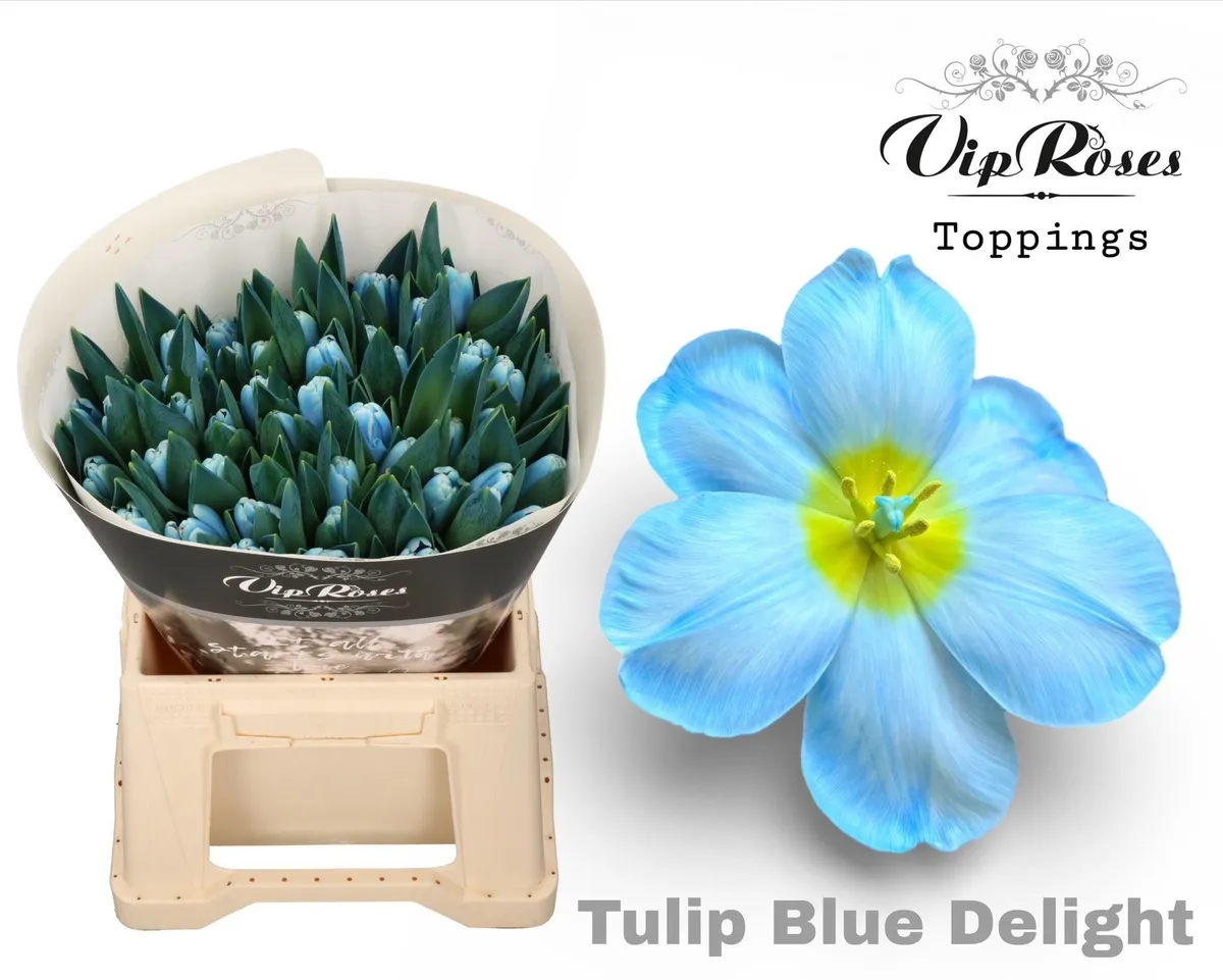 Tu En A Blue Delight • 40 cm
