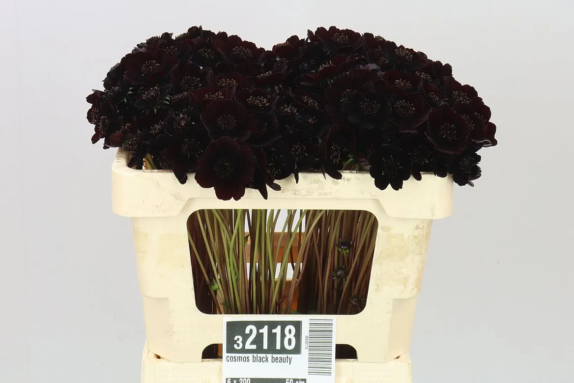 Cosmos Black Beauty • 50 cm