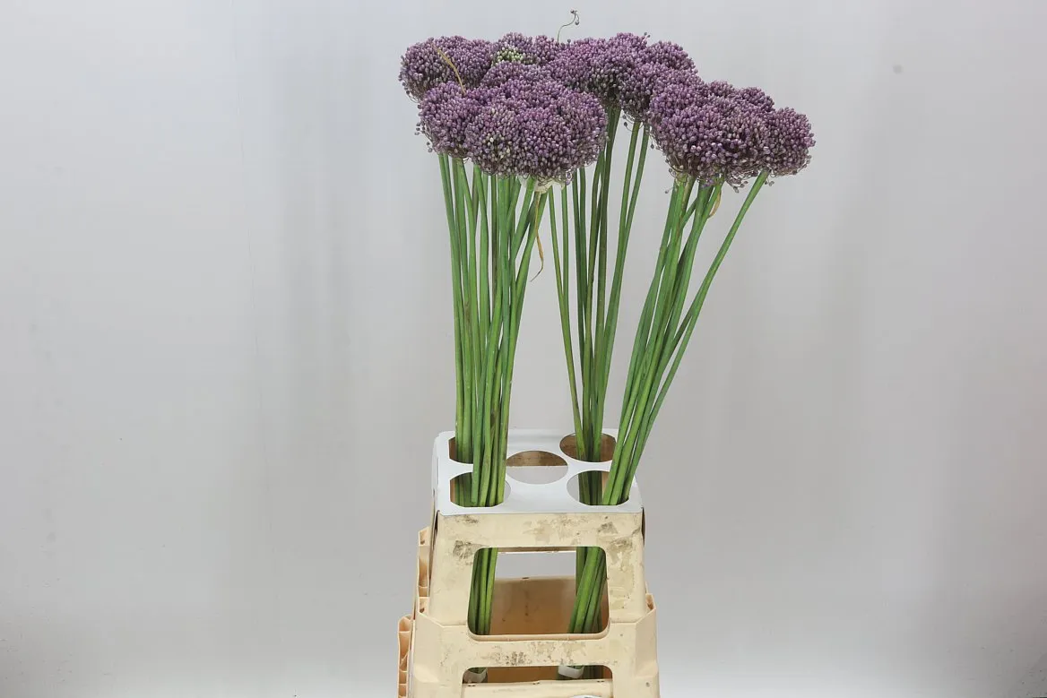 Allium Pink Lady • 85 cm