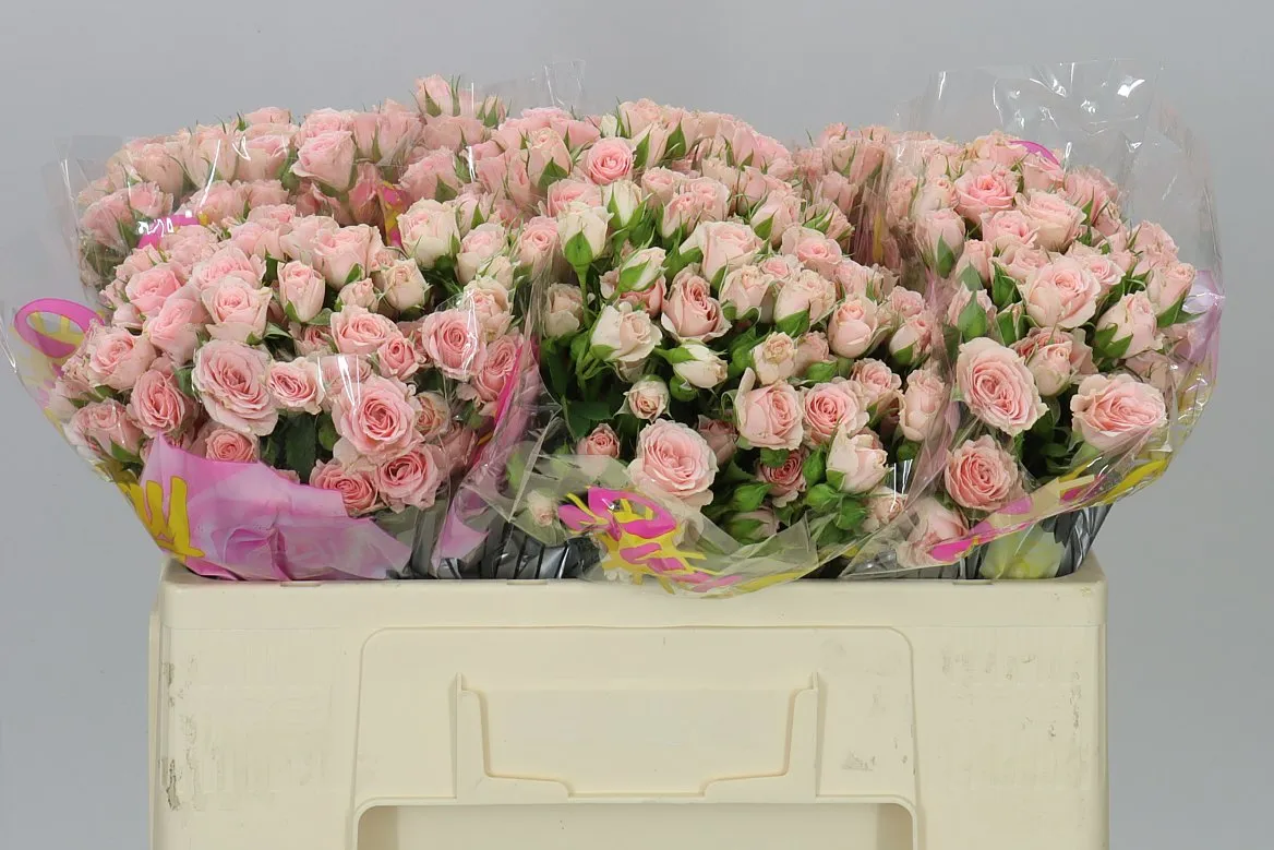 Rosa Tr Lydia • 50 cm