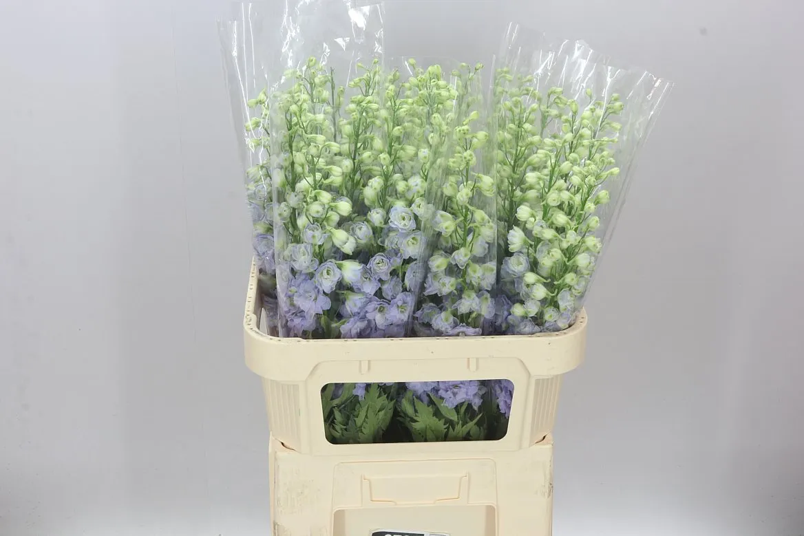 Stračonôžka Elatum Lavender Love • 80 cm