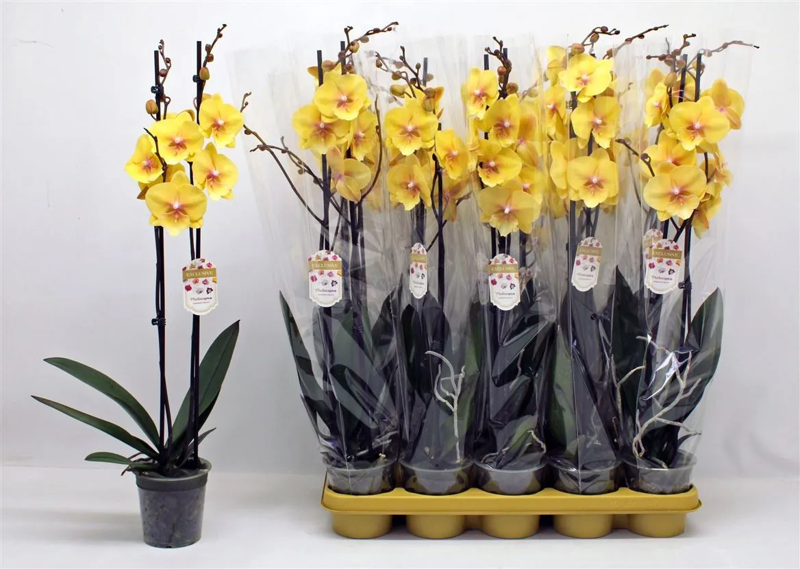Orchidea Phalaenopsis žltá, 2 výhony • črepník 12 cm