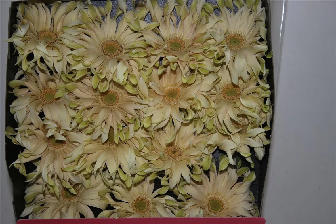 Gerbera Diamond Pasta Carbonara • 55 cm