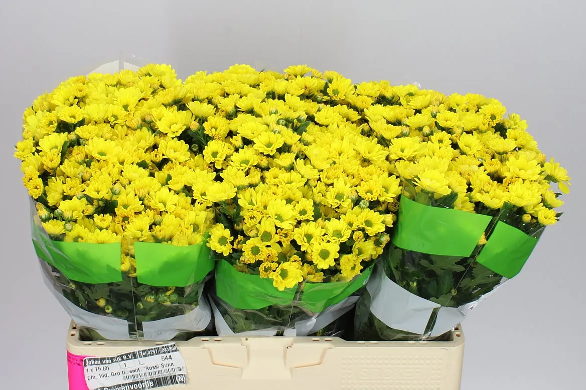 Chryzantéma santini Rossi Sunny • 55 cm