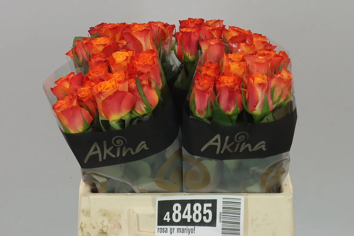 Rosa Gr Mariyo! • 40 cm