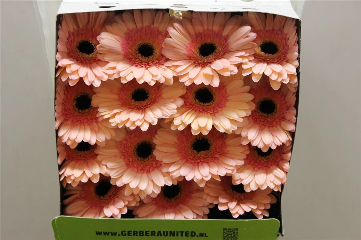 Gerbera Diamond Alliance • 55 cm