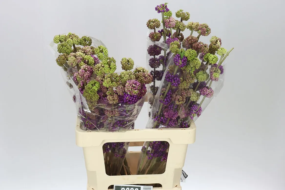 Callicarpa Gira • 70 cm