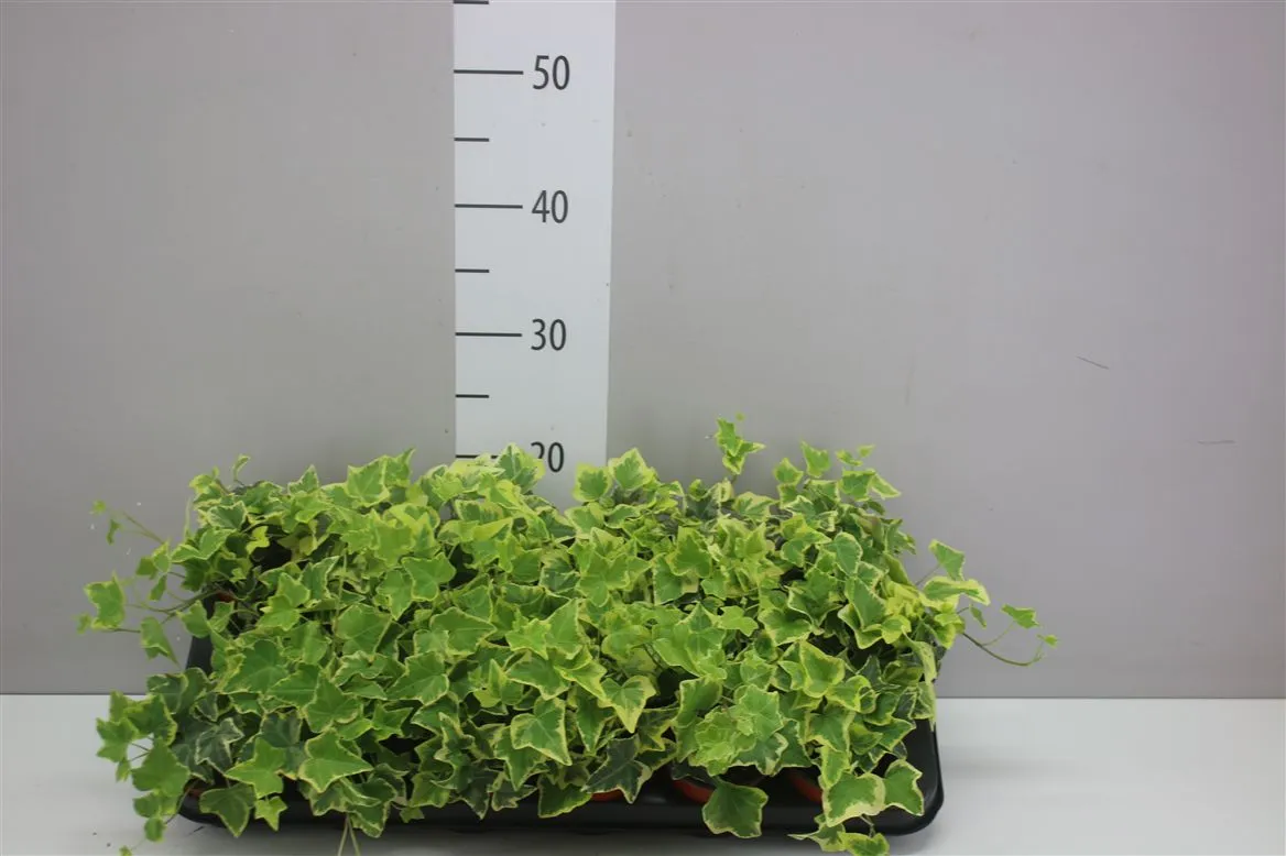 Hedera He Goldchild • črepník 9 cm