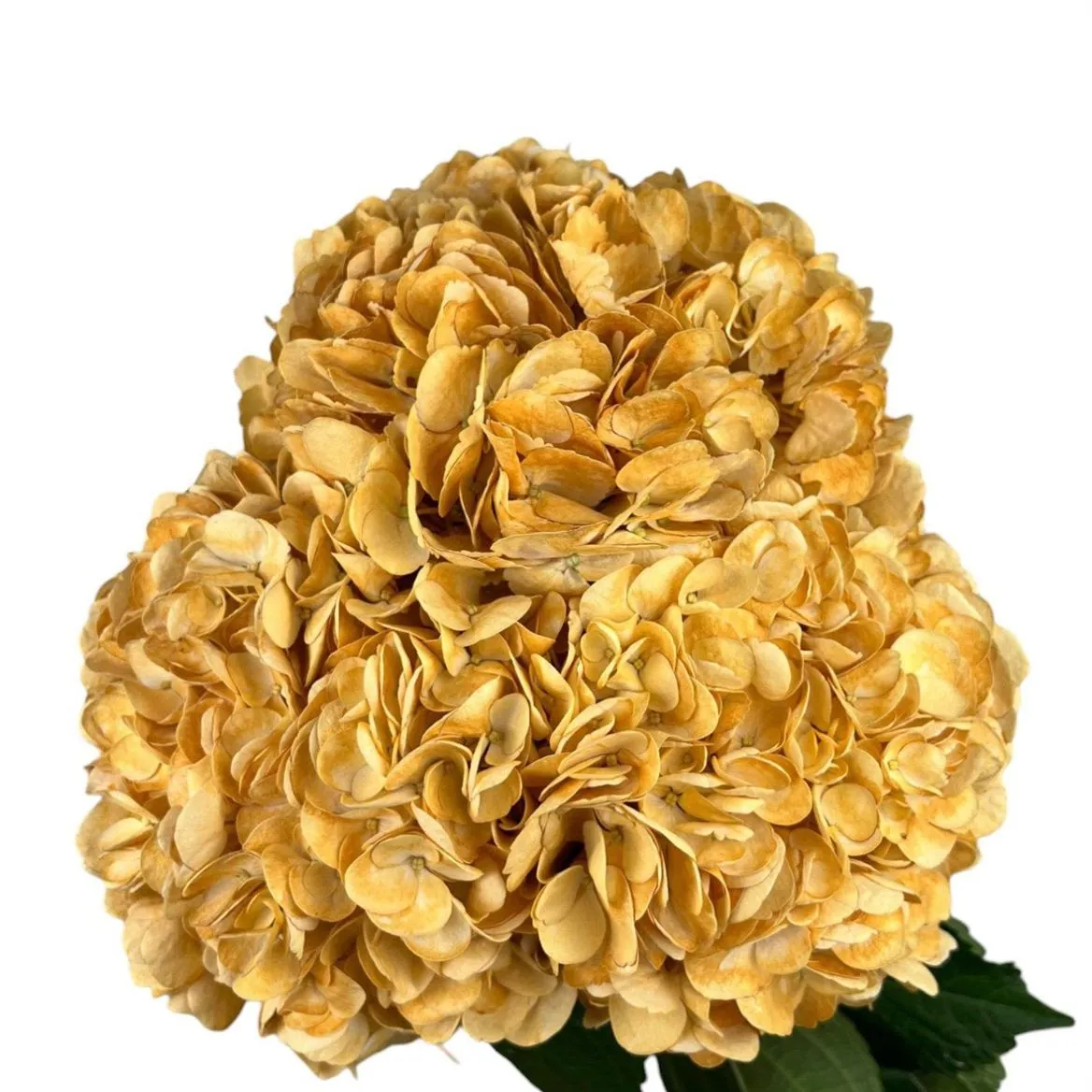 Hyd. Golden Harvest Box Ex • 60 cm