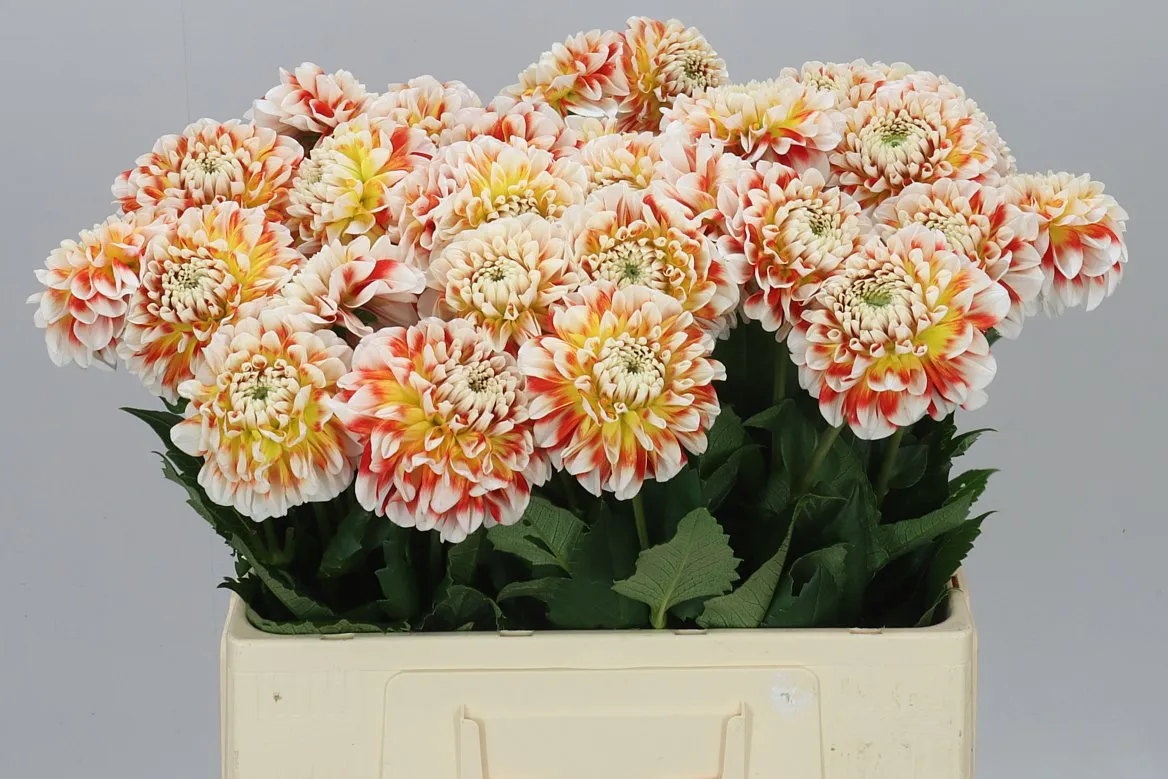 Dahlia Jowey Fantasy • 60 cm
