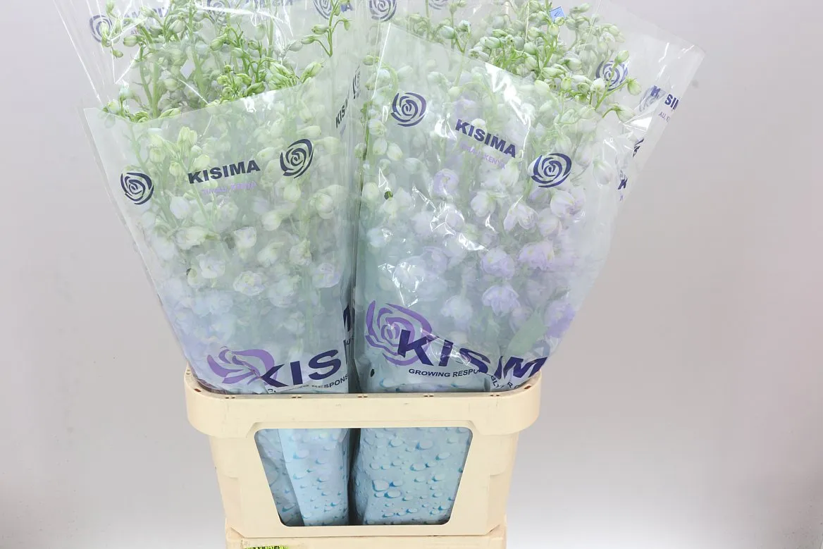 Stračonôžka Elatum Fountain Lavender • 100 cm