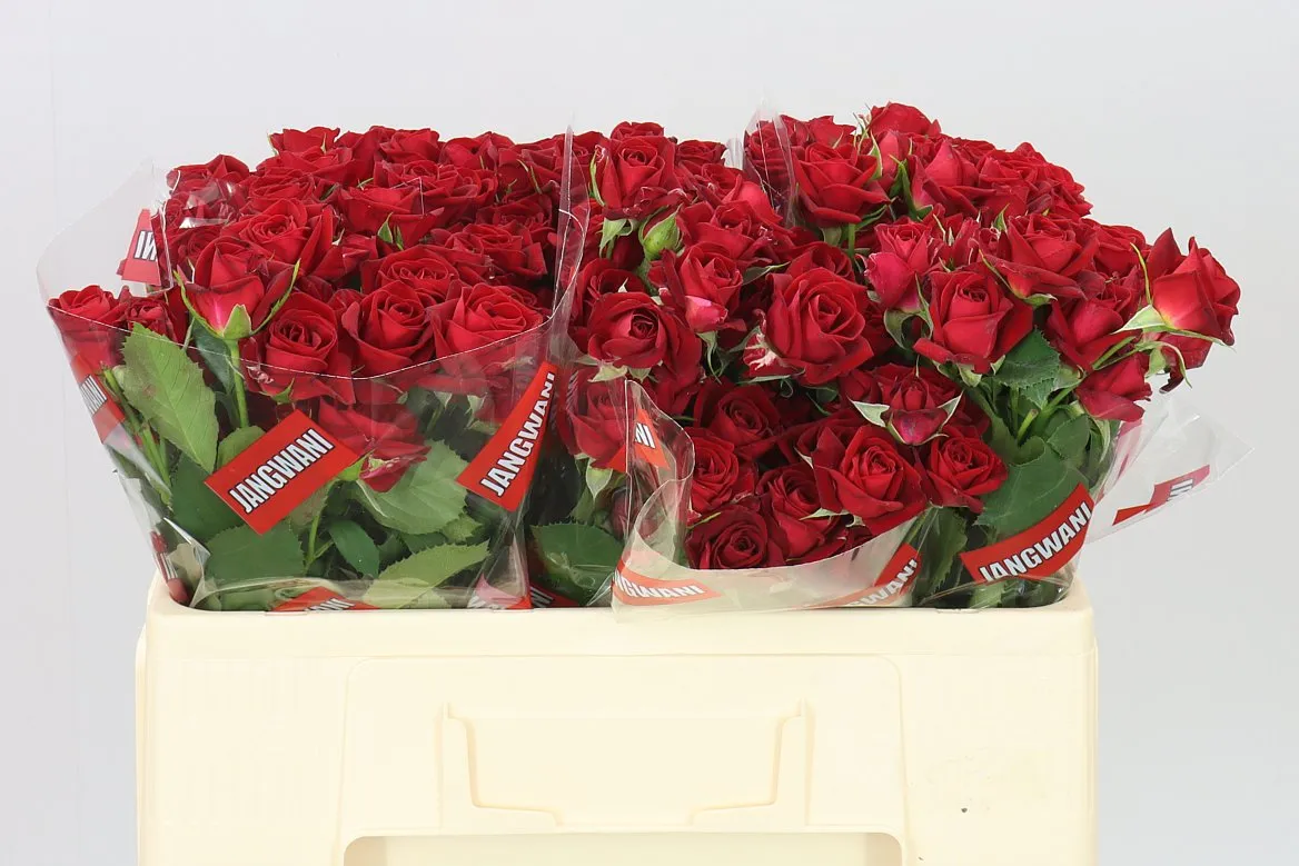 Rosa Tr Dominica • 50 cm