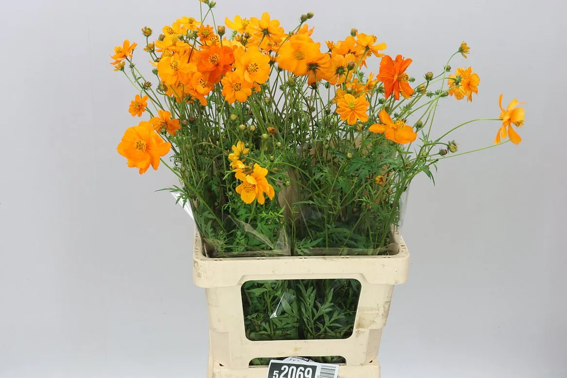 Cosmos Crest Orange • 70 cm