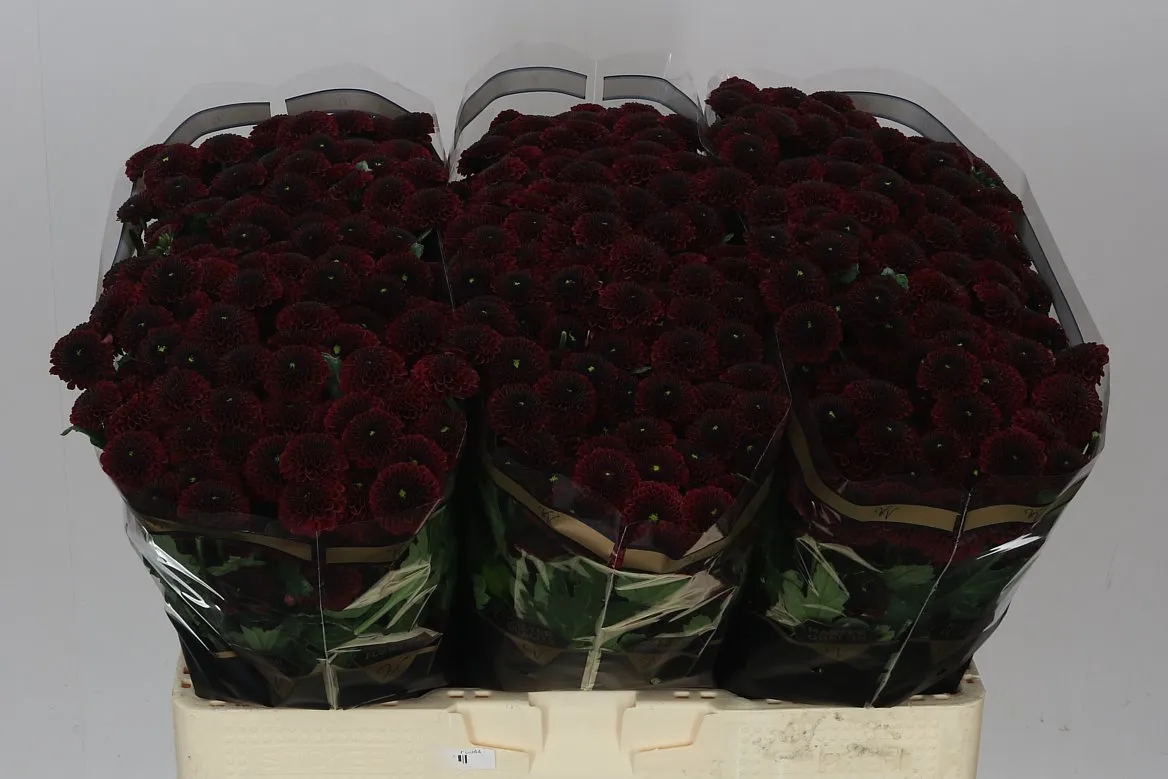 Sant Purpetta Red • 55 cm