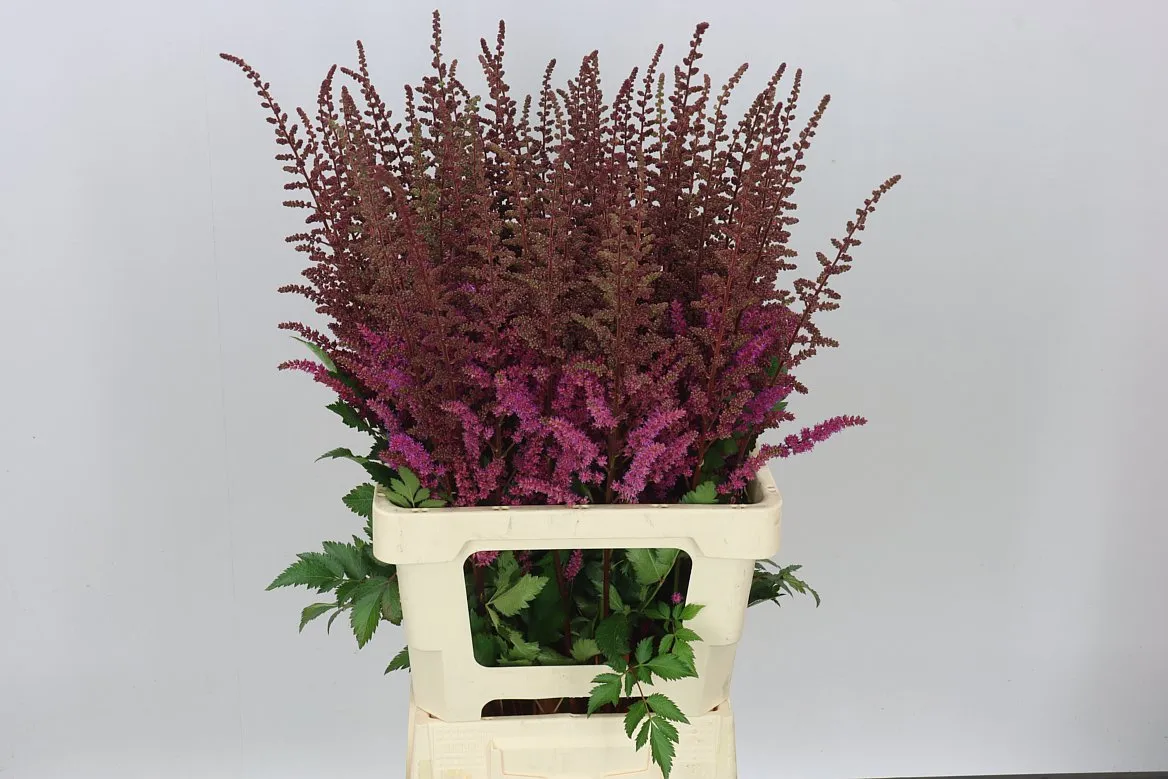 Astilbe Maggie Daley • 70 cm