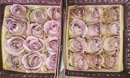 Rosa Gr Ec Cooldown • 50 cm