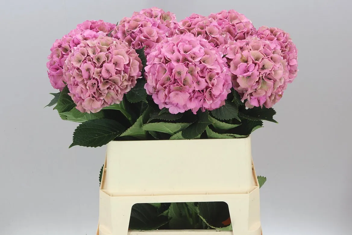 Hyd Palace Classic • 80 cm