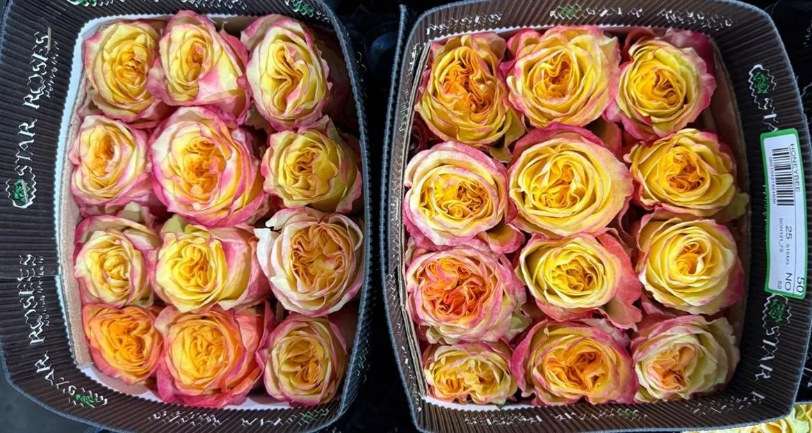 Rosa Gr Ec Honeybee • 60 cm