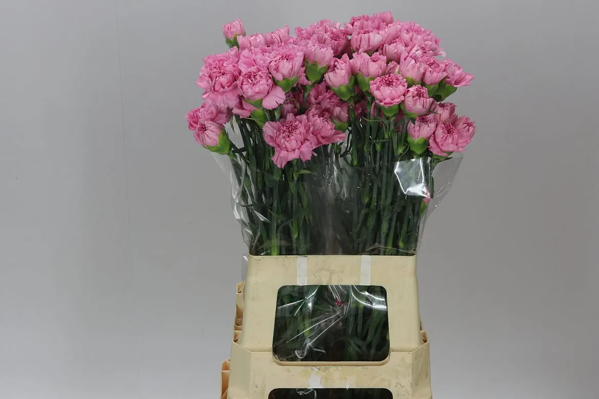 Di St Clearwater • 70 cm